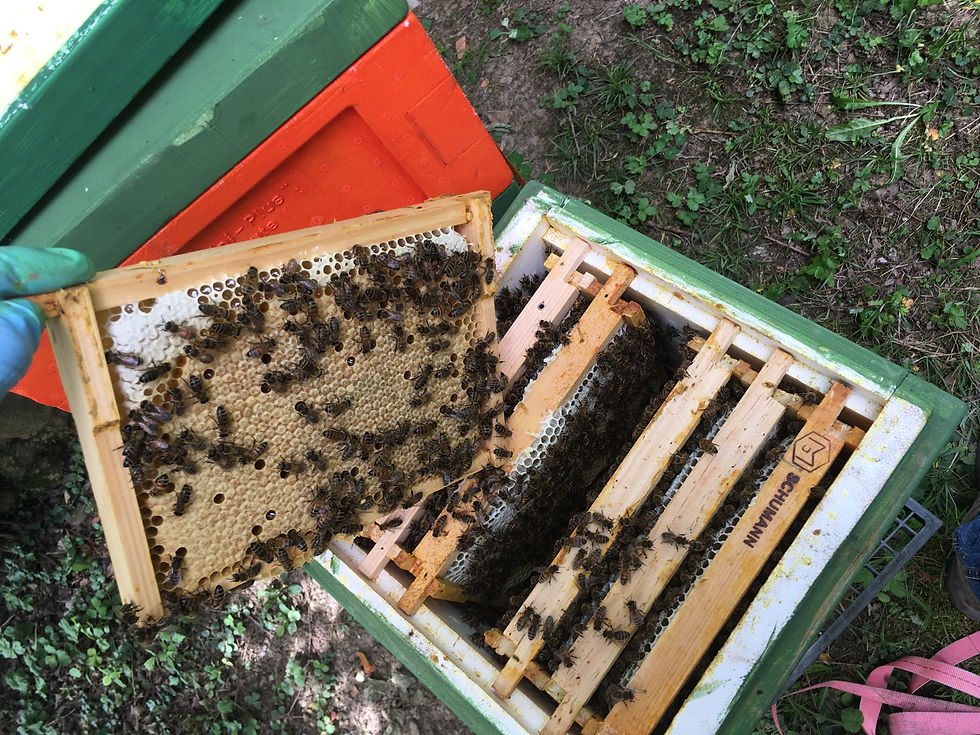 Miniaturbild: Bienenvolk im Miniplus