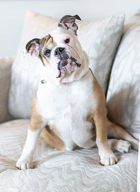 Birdy Design English bulldog sitting on a textured luxury swivel chair in a modern interior design space with neutral tones.