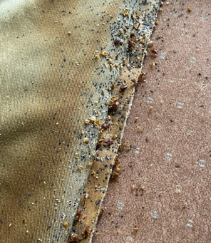 Bed Bug Treatment in Lansing MI