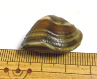 へそ曲がり～～～～