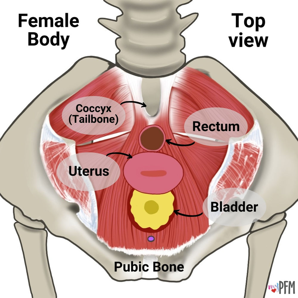 Pubic Symphysis Pain