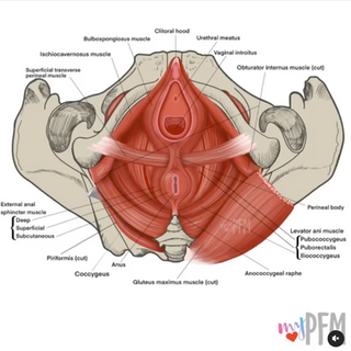 The Pelvic Floor Has Layers