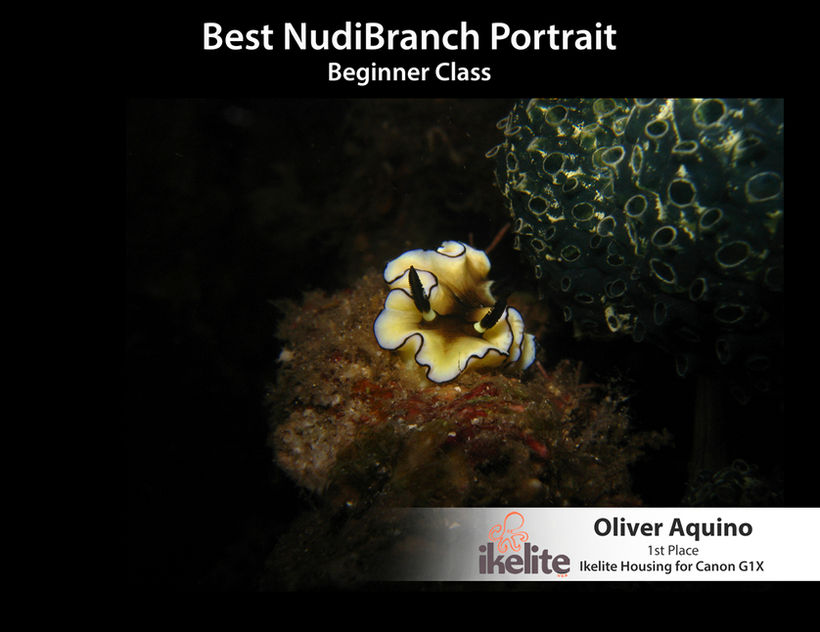 2013-BC-nudibranch-1st.jpg