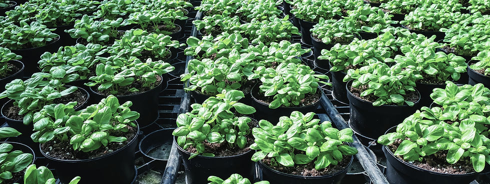 coltivazione di basilico fuori suolo