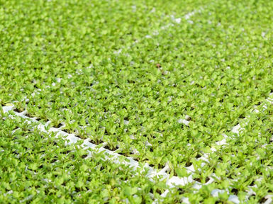 Plantule di sedano
