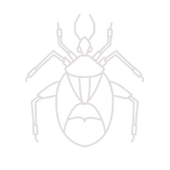 Punaise de lit_Millas-Désinsectisaton