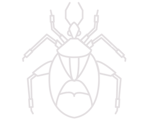 Bedbug
