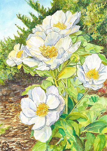 SummerFlowers.jpg