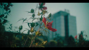 VIDEO - 25 ani de IULIUS: 3 grădini urbane amenajate de la zero în Iași, Timișoara și Cluj-Napoca, 18 hectare spații verzi, peste 80.000 arbori maturi și arbuști