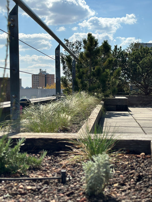 Moderne Dachterrasse mit großen Pflanzgefäßen, Gehölzen und Gräsern