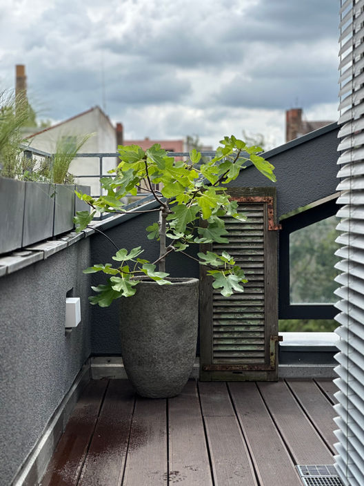 Moderne Dachterrasse mit großen Pflanzgefäßen, Gehölzen und Gräsern