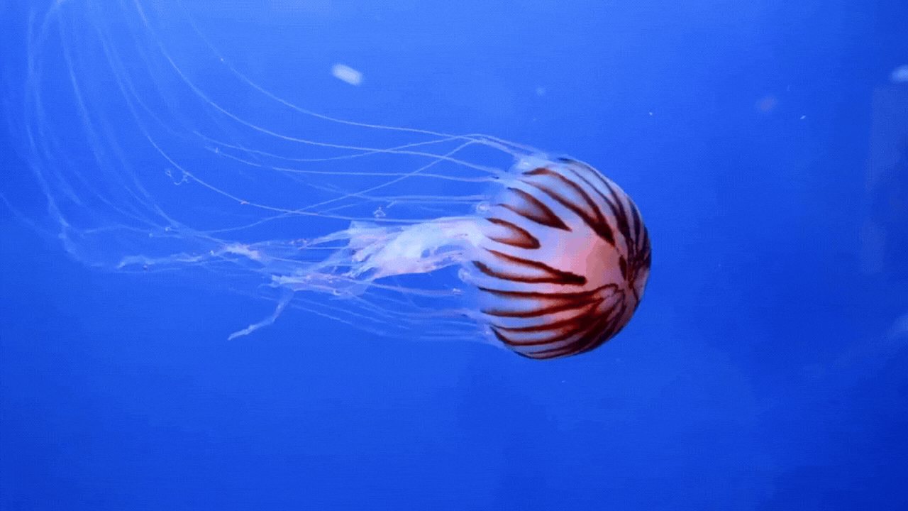 jellygif01.gif