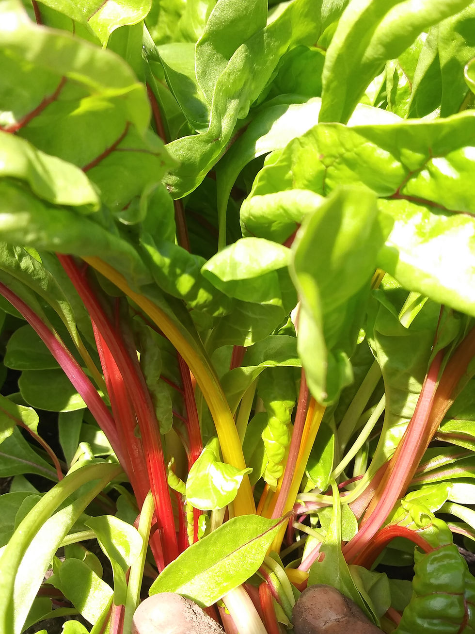 Extra Harvest Share Rainbow Chard