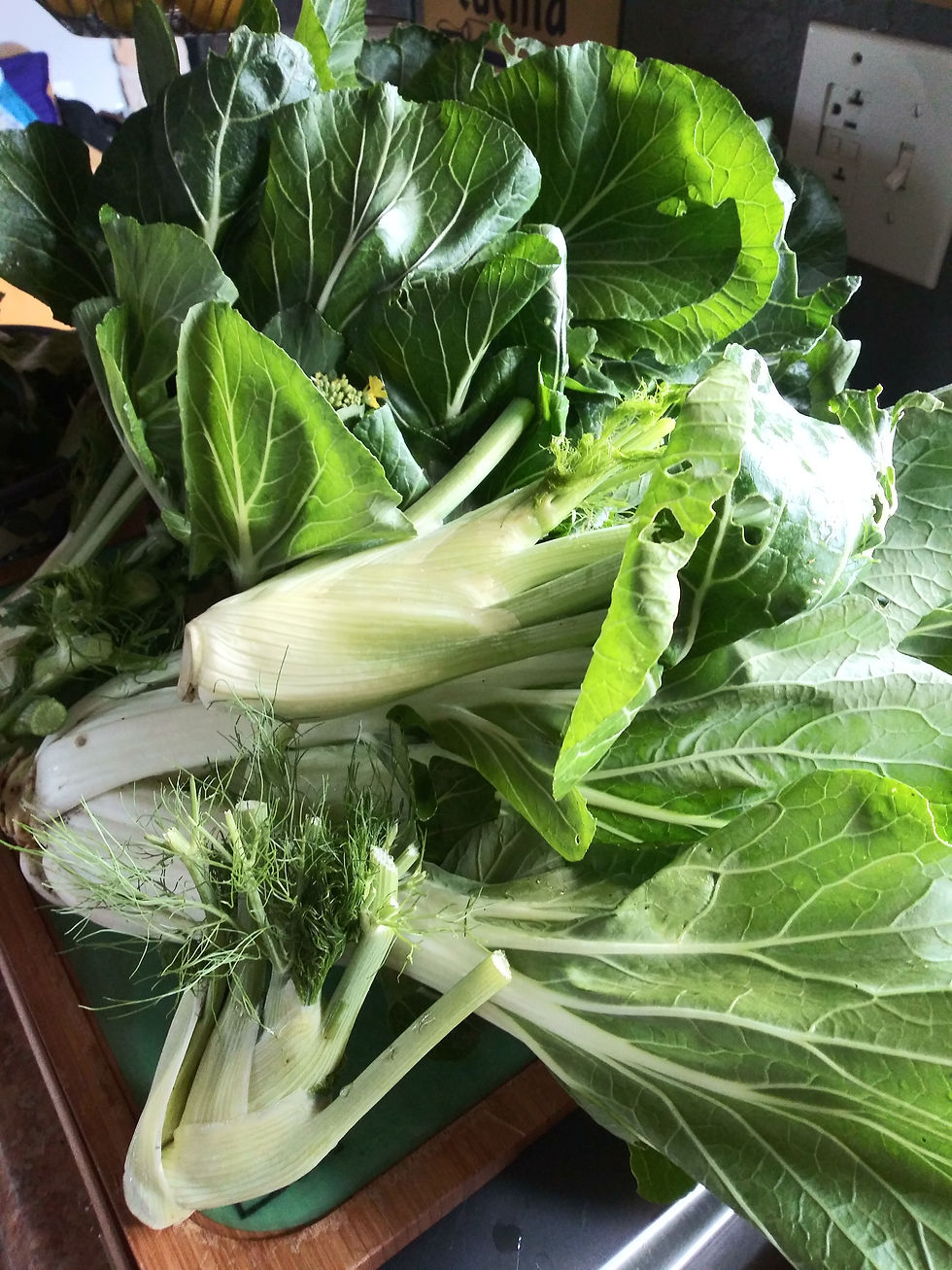 Bok choy and fennel for Extra Harvest Share