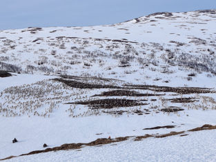 «Slutt å vern oss!»