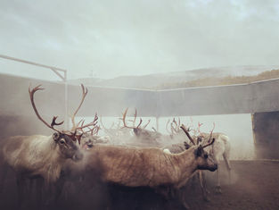 Samisk slampoesi på ettårsdagen for Fosen-dommen
