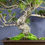 Küçük resim: Japon Karaçamı Bonsai - Pinus thunbergii No.611