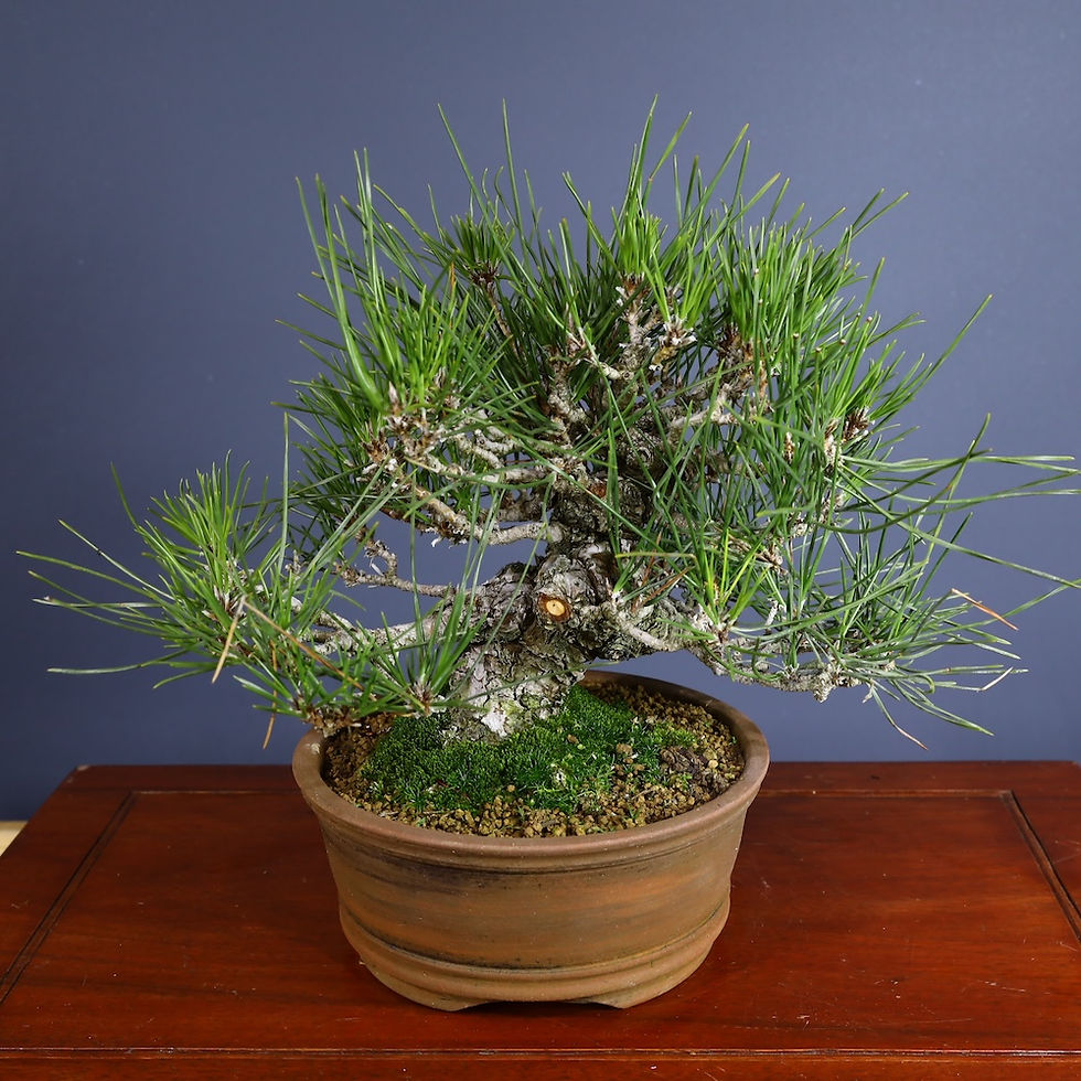 Küçük resim: Japon Karaçamı Bonsai No.563