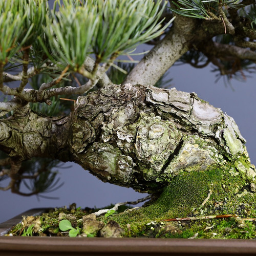 Japon Beyaz Çamı Bonsai No.875 | Bonsai Seika