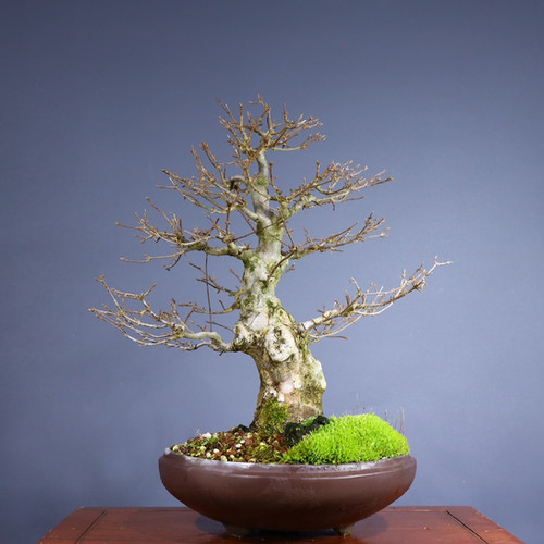 Üç Dişli Akçaağaç Bonsai - No.649 | Bonsai Marketi