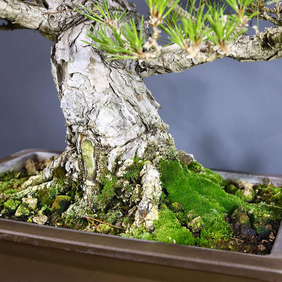 Küçük resim: Japon Karaçamı Bonsai No.645 (Pinus thunbergii) | 66 cm