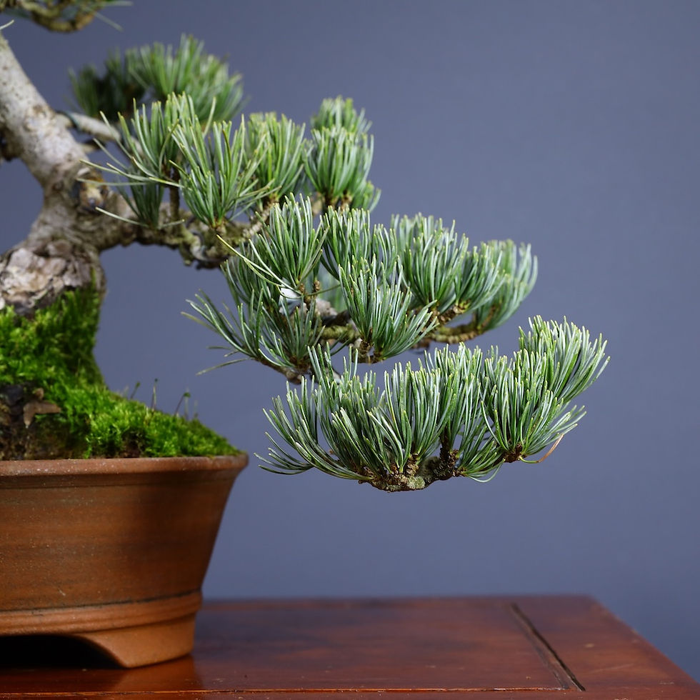 Küçük resim: Japon Beyaz Çamı Bonsai No.636 (P. parviflora) | 32 cm