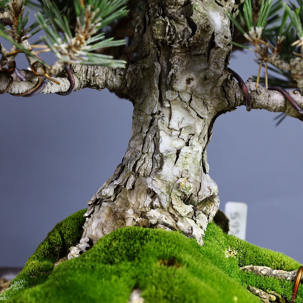 Küçük resim: Japon Karaçamı 'Kotobuki' Bonsai No.665