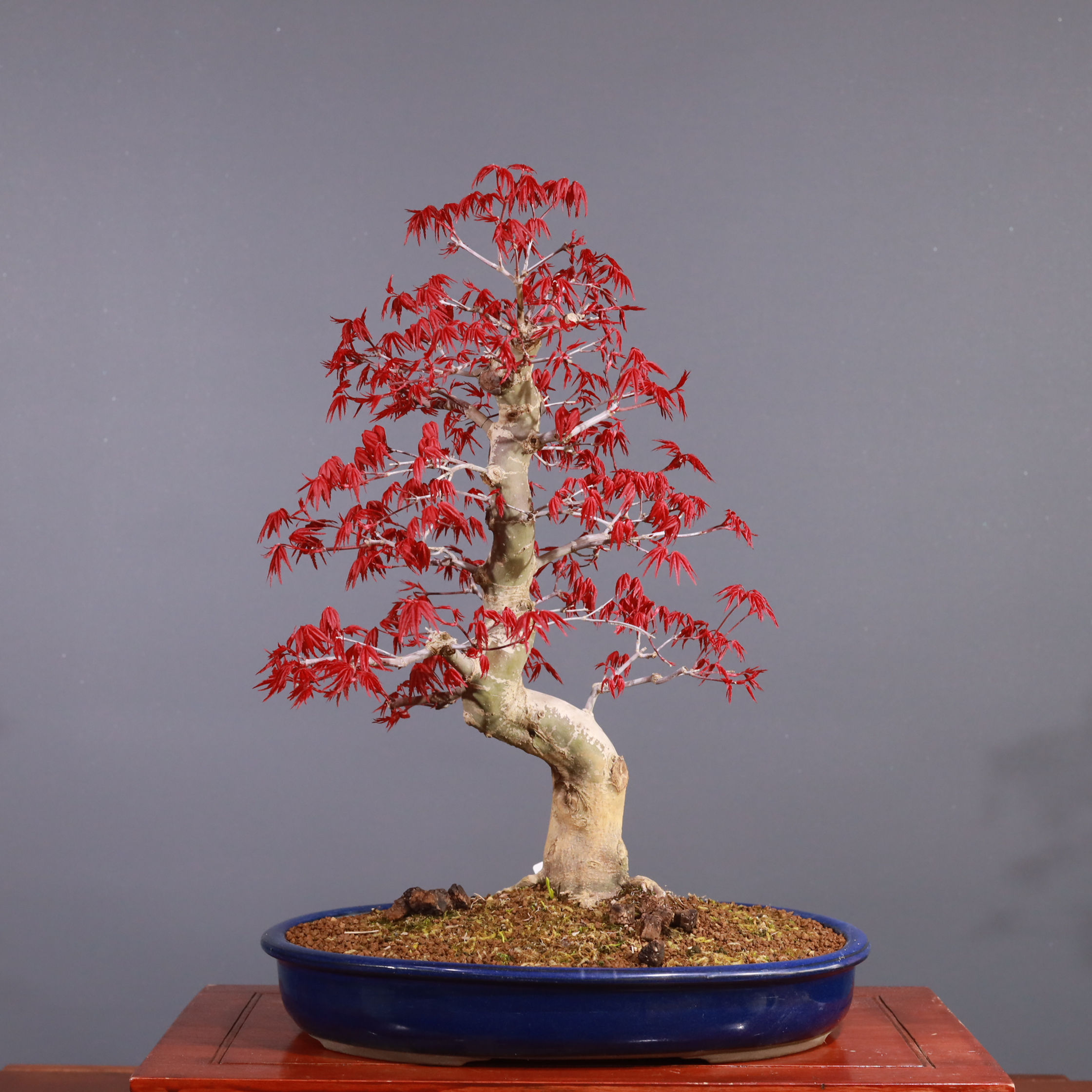 Japon Akçaağacı 'Deshojo' Bonsai - No.946