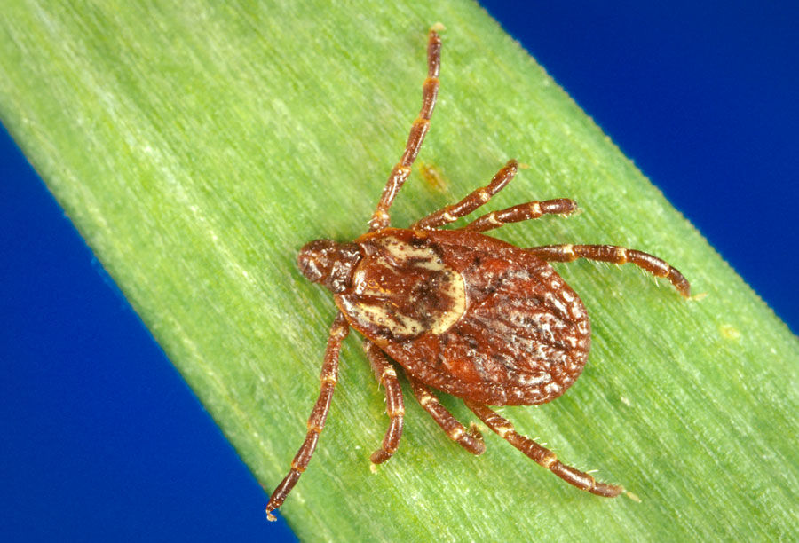 Saskatchewan Ticks