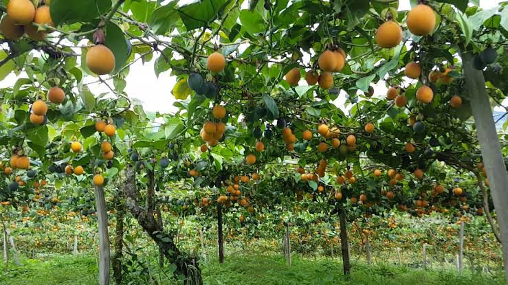 Miniatura: Granadilla