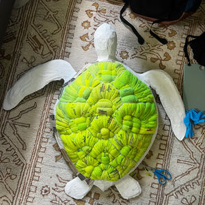 Green Sea Turtle 