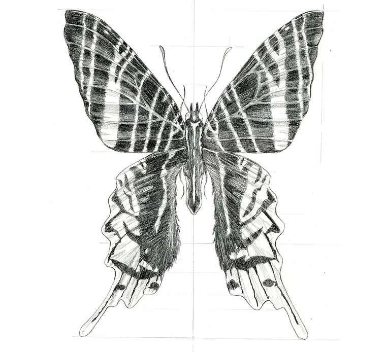 Aurora Dayflying Moth Sketch.jpg
