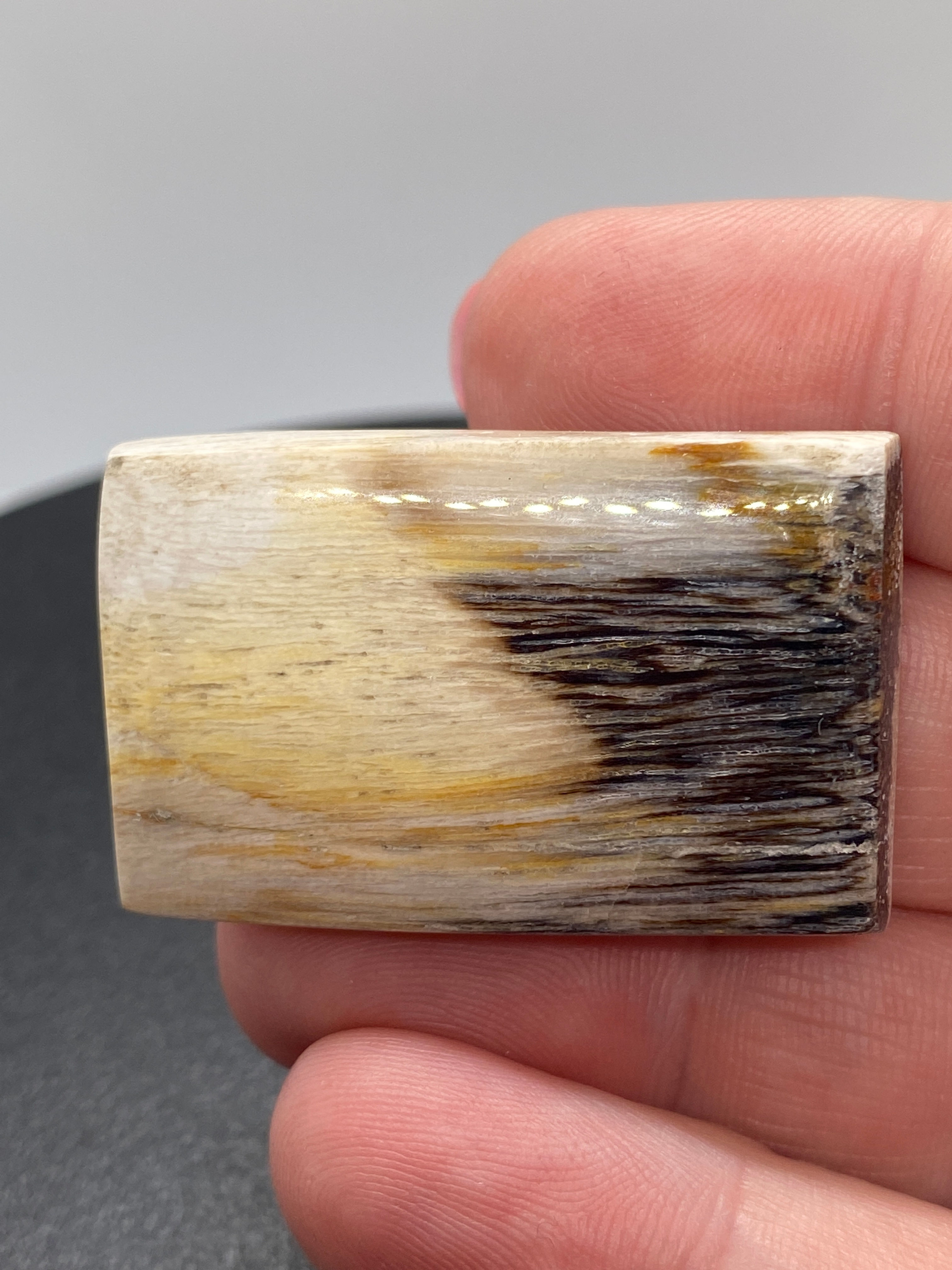 Petrified Wood | Rectangle | 38 mm