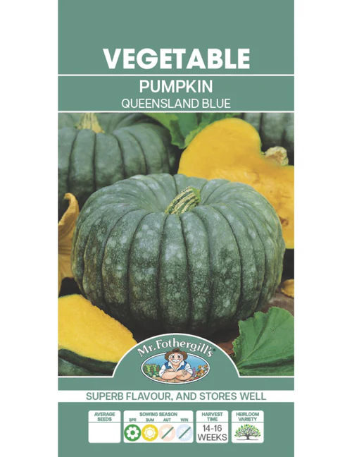 Pumpkin Queensland Blue
