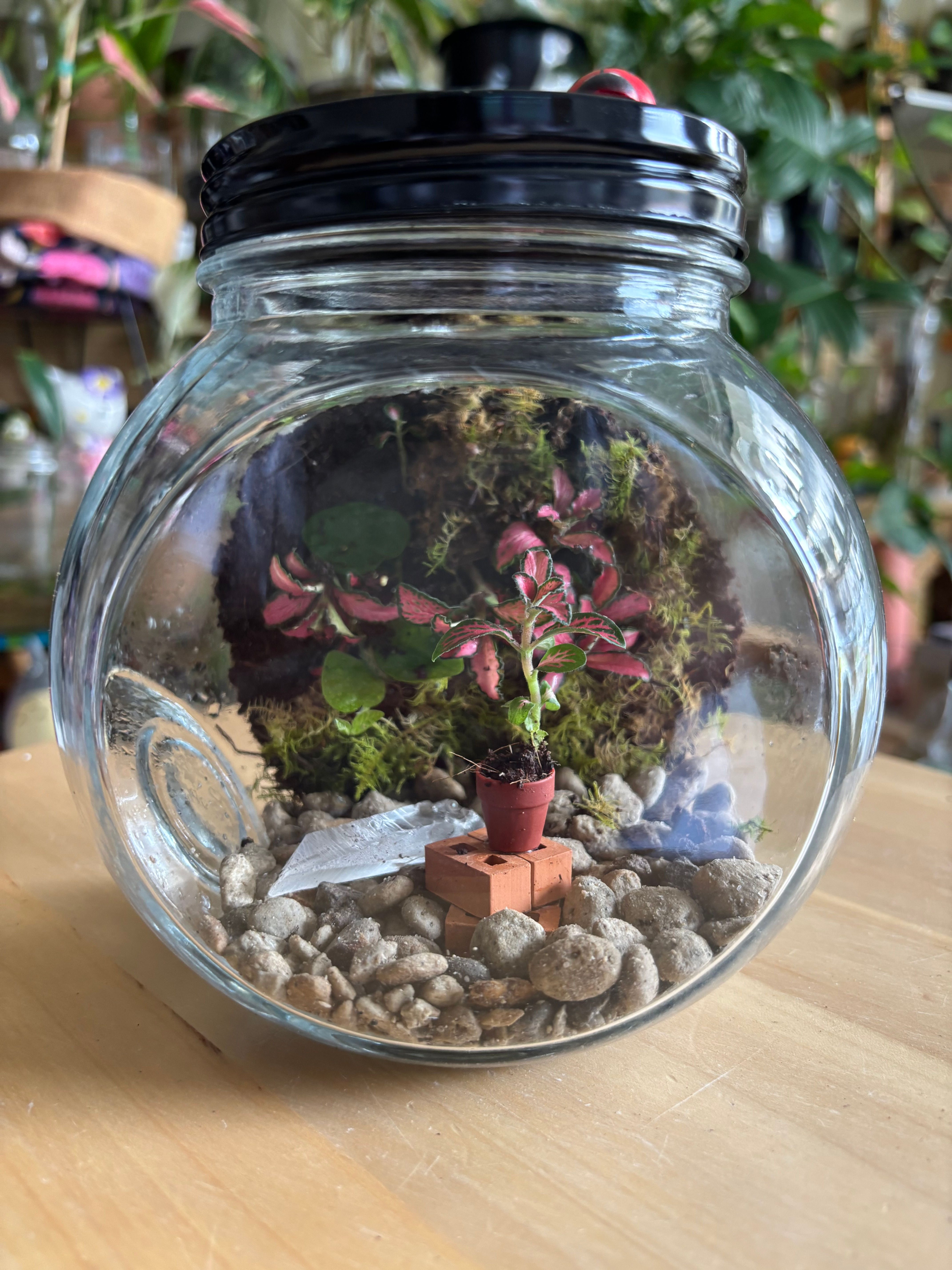 Candy Jar B Terrarium 1.2L