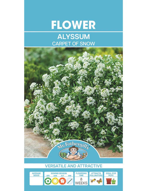 Alyssum - Carpet of snow