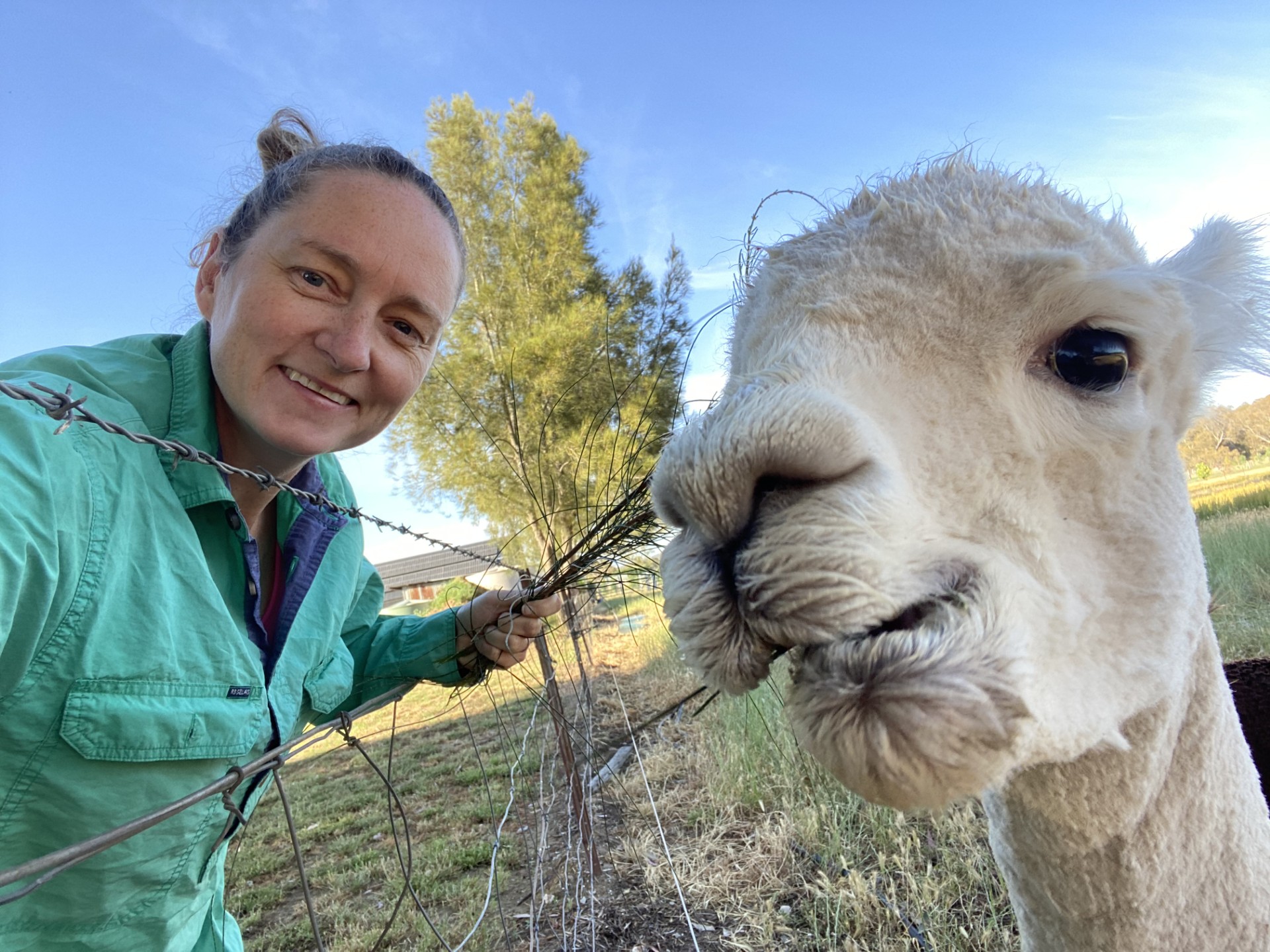 Woman smiles while feeding alpaca near a fence, outdoor selfie shot.