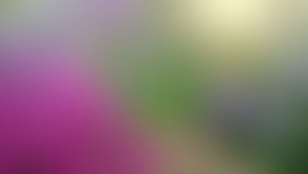 Plant of The Month Rhododendrons and Azaleas