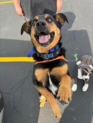 A happy puppy