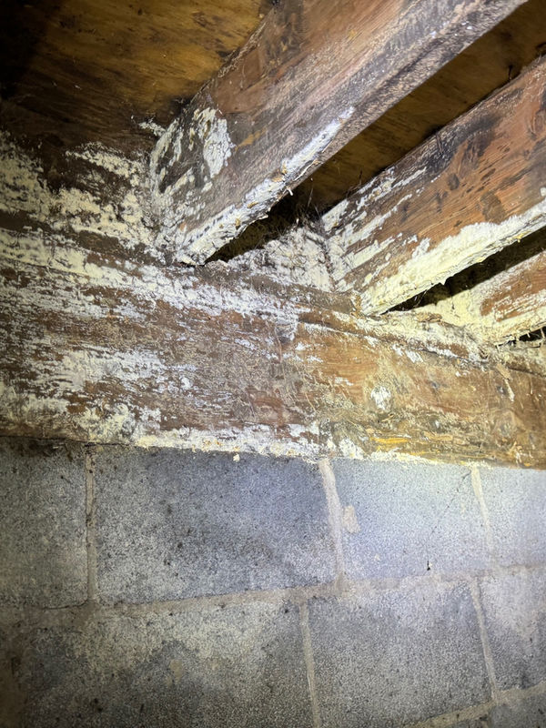 Before: fungus growth on rim joist and floor joists