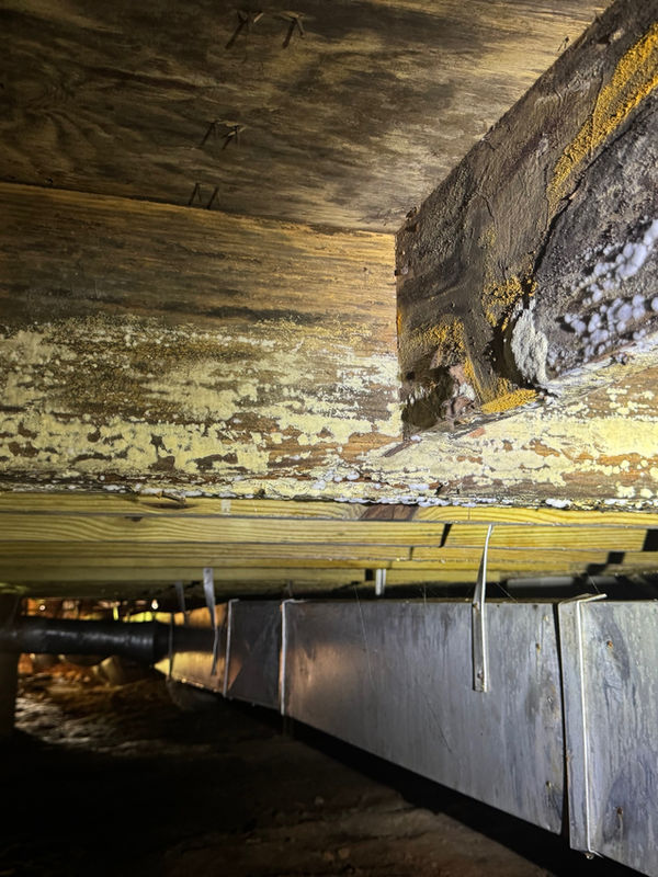 Before: fungus growth on floor joists in a damp crawl space