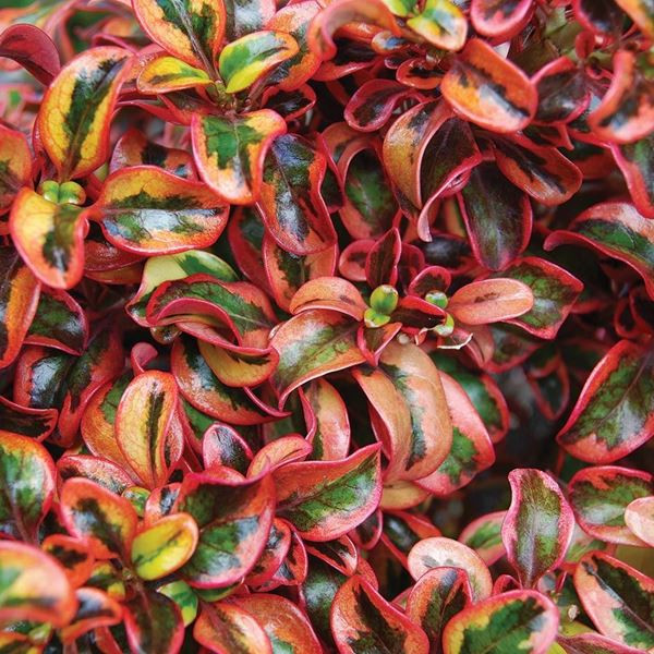 Coprosma