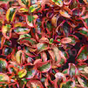 Coprosma