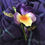 Thumbnail: Pansy flower brooch/corsage
