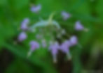 Thumbnail: Allium cernuum, Nodding onion - JUNE