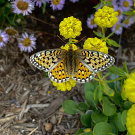meadow fritillary.jpg