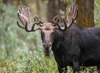 velvet bull 2023 web.JPG