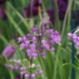 Allium cernuum, Nodding onion - JUNE