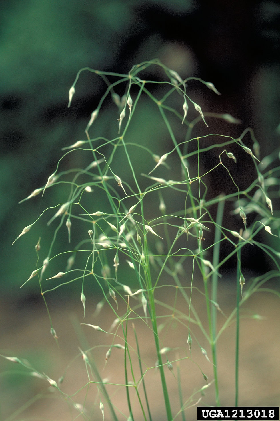 Thumbnail: Montana Wildflower Seed Mix