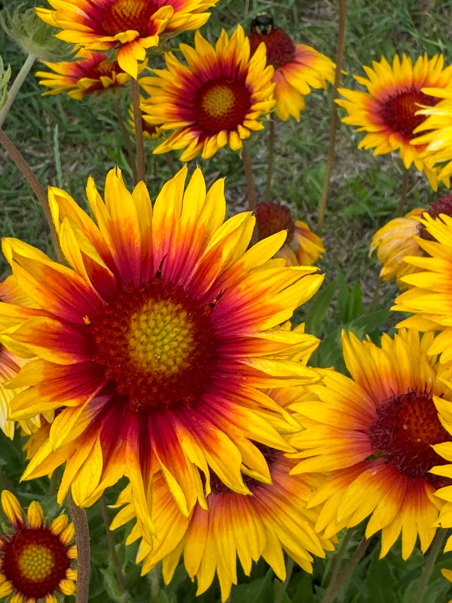Gaillardia aristata 'Meriwether', Blanketflower - JULY
